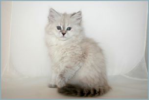 Female Siberian Kitten from Deedlebug Siberians